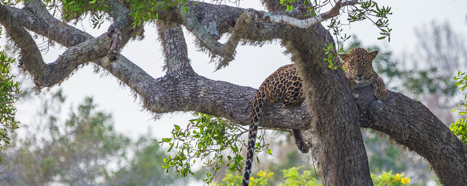 Leopard-Yala-National-Park